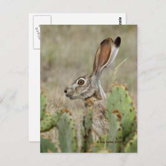 Jack Rabbit - Cactus - 2 - 2009 Briefkaart (Voorkant / Achterkant)