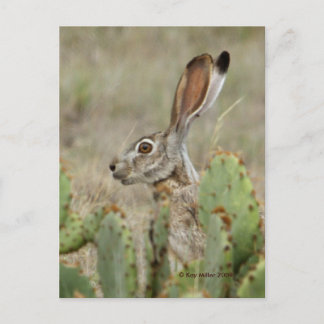 Jack Rabbit - Cactus - 2 - 2009 Briefkaart