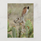 Jack Rabbit - Cactus - 2 - 2009 Briefkaart (Voorkant)