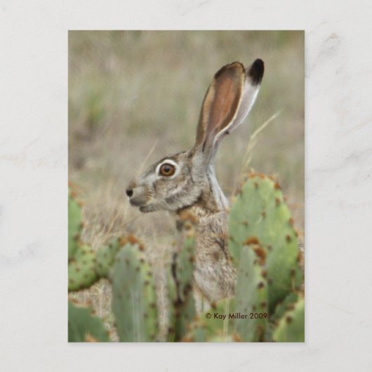 Jack Rabbit - Cactus - 2 - 2009 Briefkaart (Voorkant)