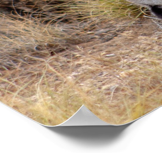 Jack Rabbit Cactus Santa Fe New Mexico Poster (Hoek)