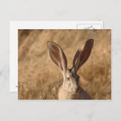 Jack rabbit met briefkaart voor grote oren (Voorkant / Achterkant)