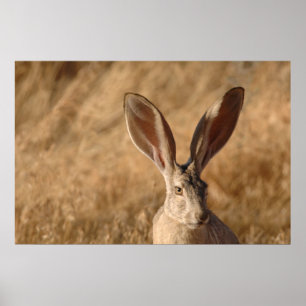 Jack rabbit met foto's in grote posters