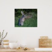 Jack Rabbit Poster (Keuken)