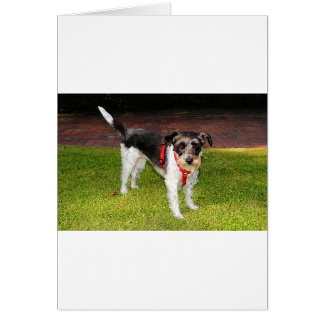 jack russel terrier (Devant)
