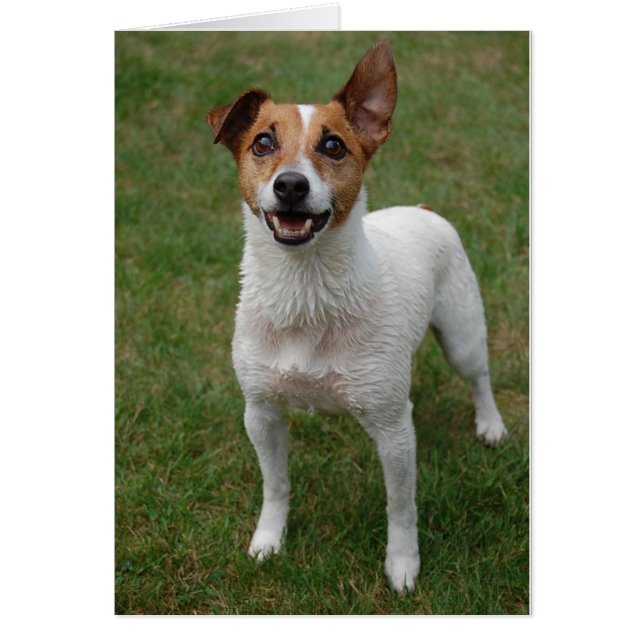 Jack Russell (Voorkant)