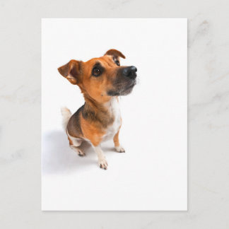 Jack Russell Briefkaart