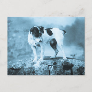  Jack Russell Cyan Tone Briefkaart