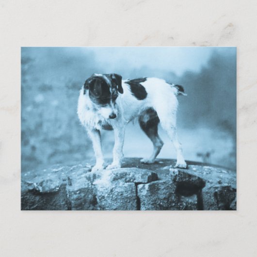  Jack Russell Cyan Tone Briefkaart (Voorkant)