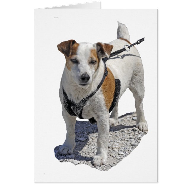 Jack Russell Dog (Voorkant)