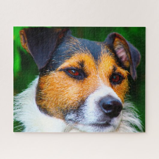 Jack Russell Dog. Legpuzzel (Horizontaal)