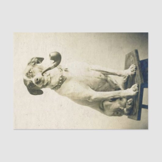  Jack Russell Dog met Pipe-weefselpapier Tissuepapier (Voorkant)