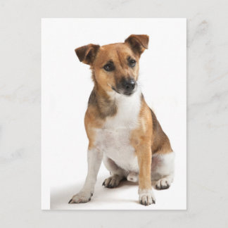 Jack Russell dooder Briefkaart