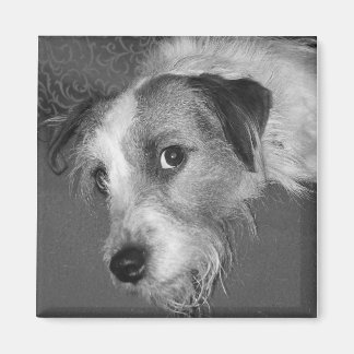 Jack Russell dooder Magneet