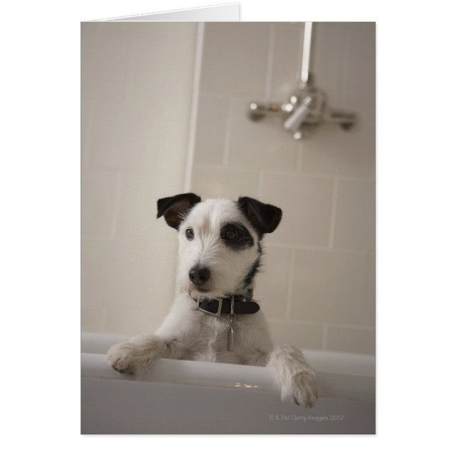 Jack russell doodsbang. (Voorkant)
