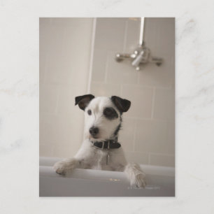 Jack russell doodsbang. briefkaart
