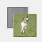 Jack russell doodssprong, verhoogd uitzicht magneet (Voorkant / Achterkant)