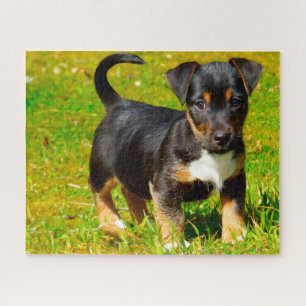 Jack Russell-hond. Legpuzzel