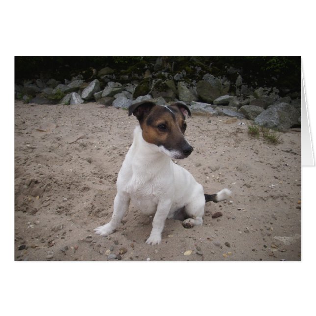 Jack Russell klein Hund (Devant horizontal)