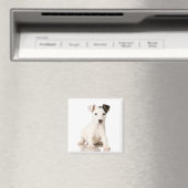 Jack Russell Magnet Terrier (In Situ (Lave-vaisselle))
