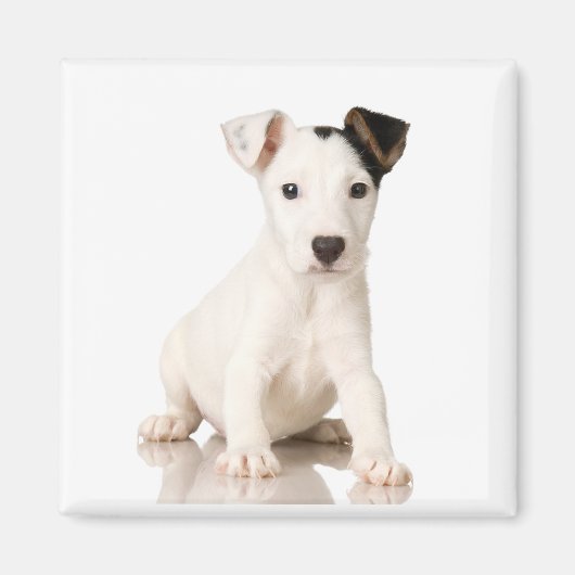 Jack Russell Magnet Terrier (Devant)