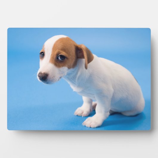 Jack Russell Puppy Fotoplaat (voorkant)