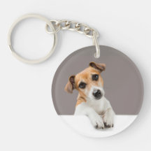 Jack Russell Puppy Lief Aanbiddelijk Baby Jack