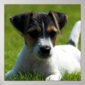 Jack Russell Puppy Poster Print (Voorkant)