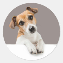 Jack Russell Puppy Sweet Schattig Baby Jack Ronde Sticker