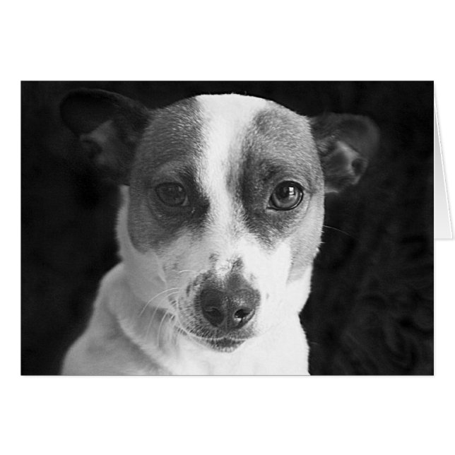 Jack Russell Stare (Devant Horizontal)