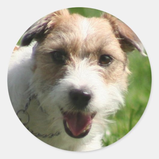 Jack Russell Terrie stickers (Voorkant)