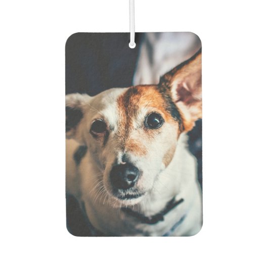 Jack Russell Terrier Air Freshener Luchtverfrisser (Voorkant)