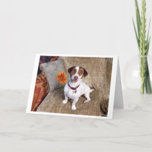 Jack Russell Terrier bedankkaart