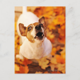 Jack Russell Terrier blaast en springt, herfst Briefkaart