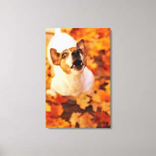 Jack Russell Terrier blaast en springt, herfst Canvas Afdruk