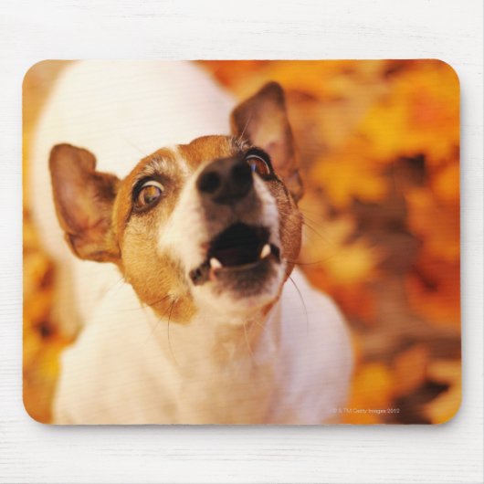 Jack Russell Terrier blaast en springt, herfst Muismat (Voorkant)