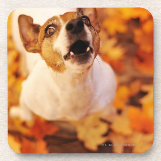 Jack Russell Terrier blaast en springt, herfst Onderzetter (Voorkant)