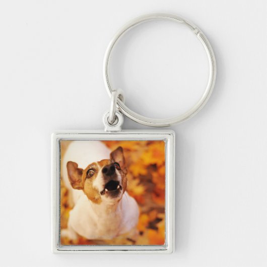 Jack Russell Terrier blaast en springt, herfst Sleutelhanger (Voorkant)