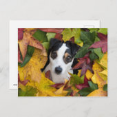 Jack Russell Terrier Briefkaart (Voorkant / Achterkant)