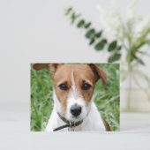 Jack Russell Terrier Briefkaart (Staand voorkant)