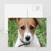 Jack Russell Terrier Briefkaart (Voorkant / Achterkant)