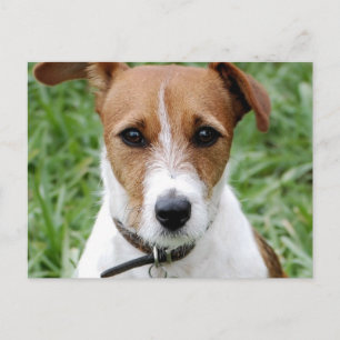 Jack Russell Terrier Briefkaart