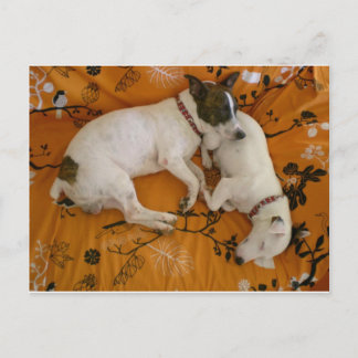 Jack Russell Terrier Briefkaart