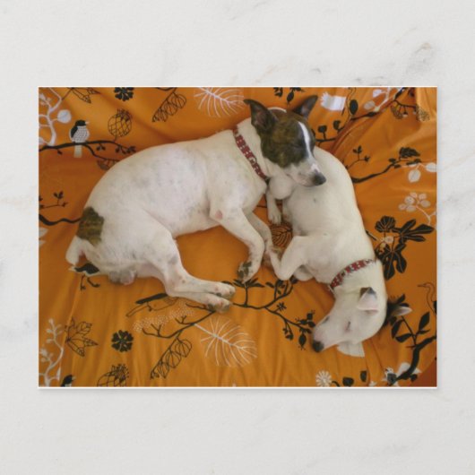 Jack Russell Terrier Briefkaart (Voorkant)