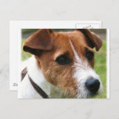 Jack Russell Terrier Briefkaart (Voorkant / Achterkant)