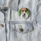 Jack Russell Terrier Button (In situ)