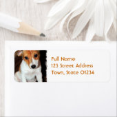 Jack Russell Terrier Chien Chien Chien Étiquette (En situation)