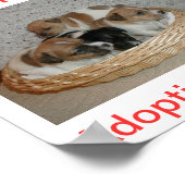 Jack Russell Terrier Dog Adoptions Today Sign Poster (Hoek)