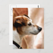 JACK RUSSELL TERRIER DOG BRIEFKAART (Voorkant / Achterkant)
