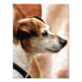 JACK RUSSELL TERRIER DOG FOTO AFDRUK (Voorkant)